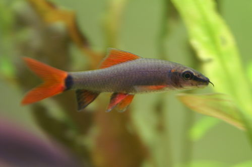 Rainbow shark